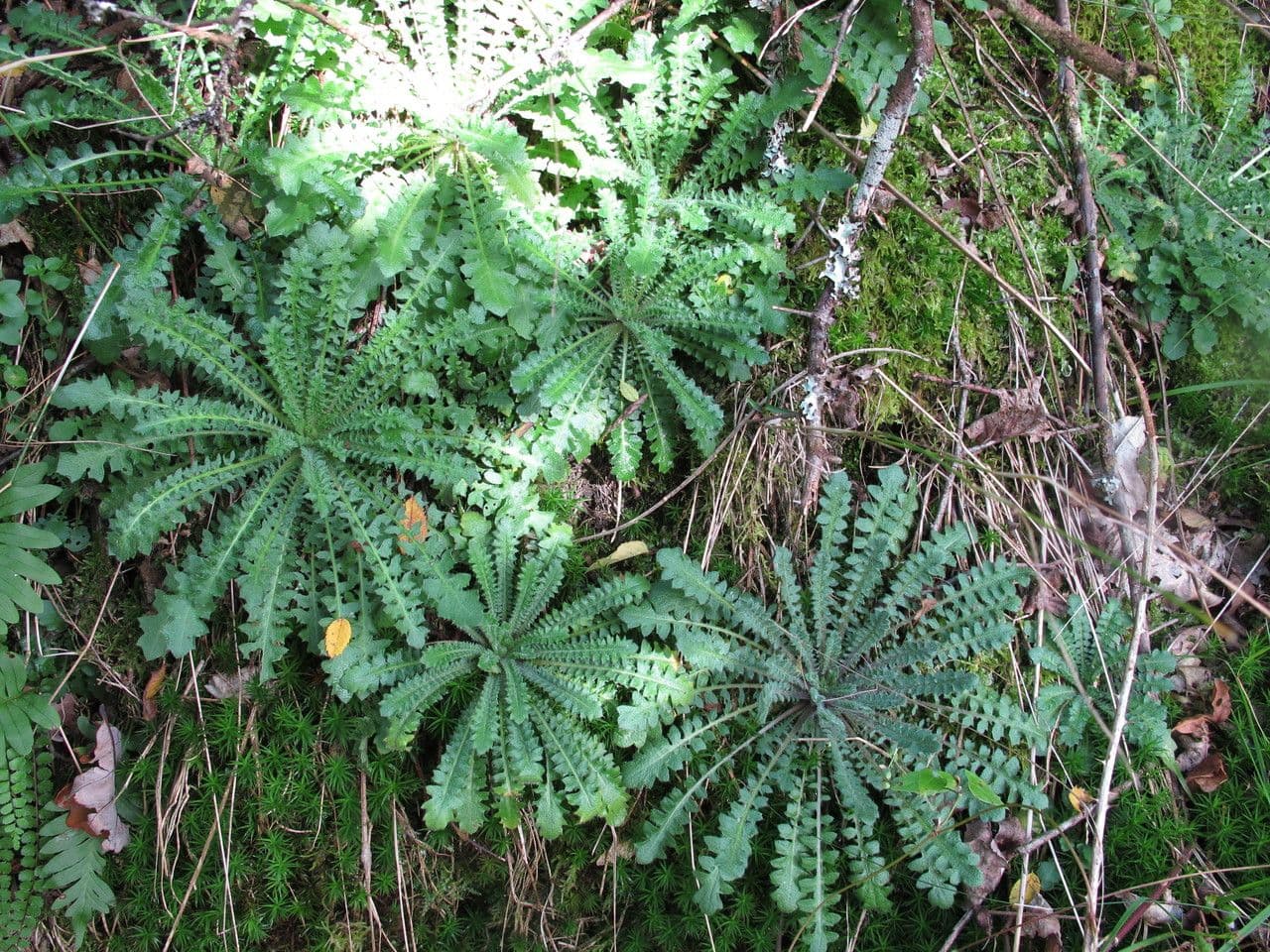 Arabetta sabbiola 13