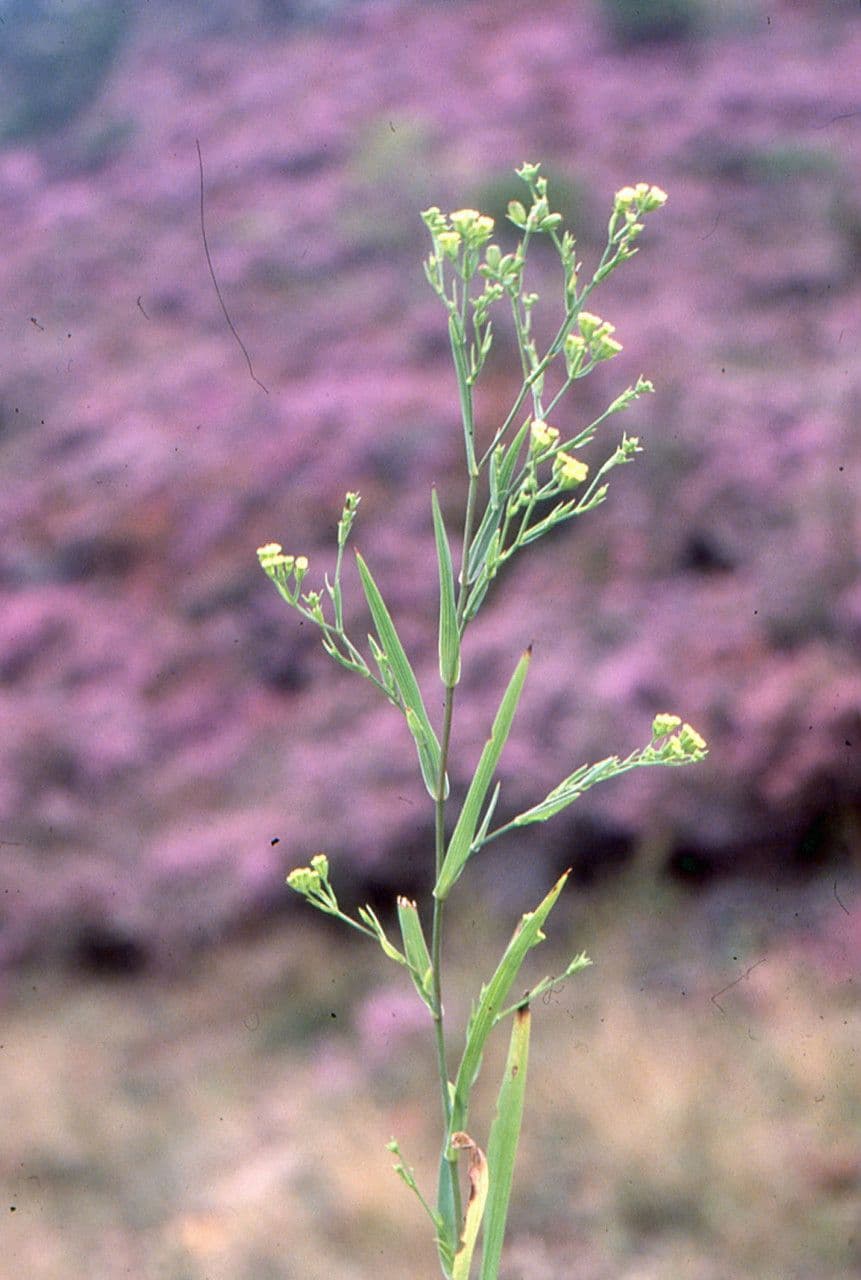 Bupleuro falcato 30