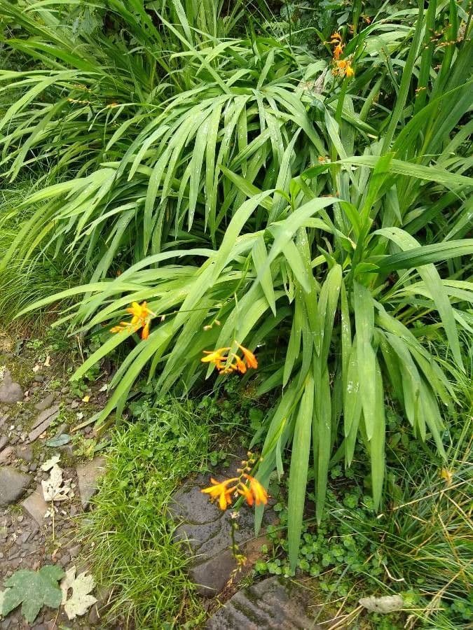 Crocosmia dorata 14