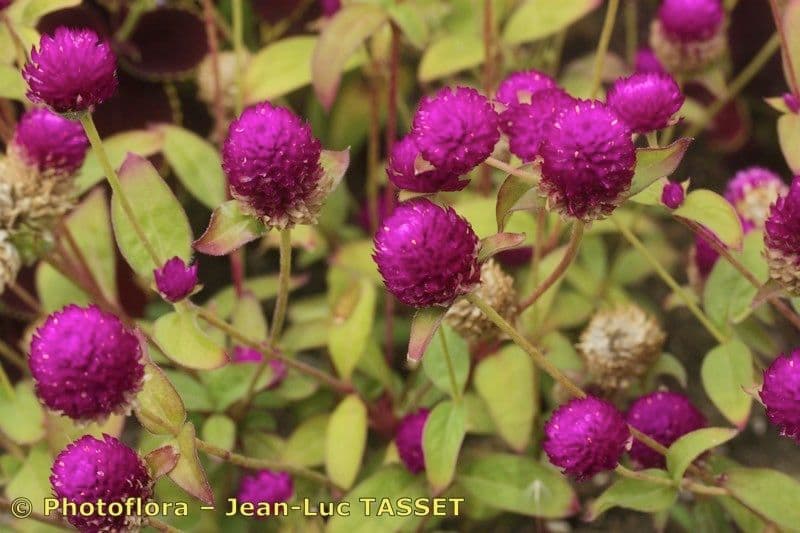 Gomphrena globuleuse 27