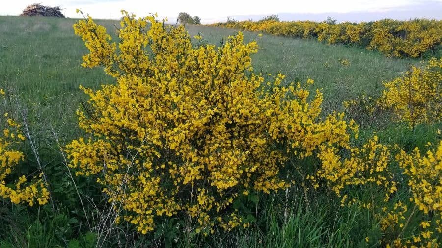 Ginestra irta 10