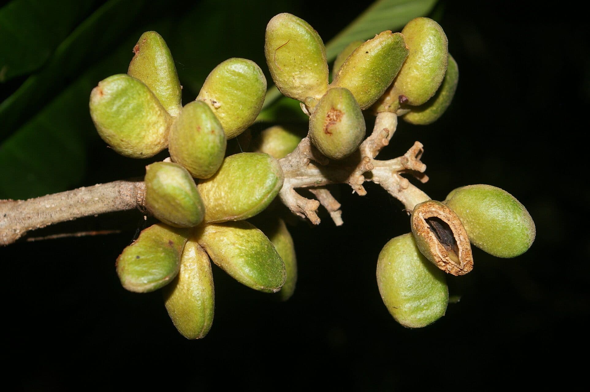 Conchocarpus 2