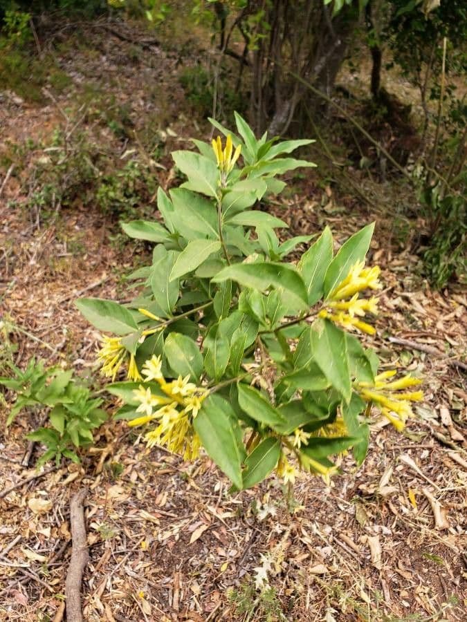 Cestrum 20