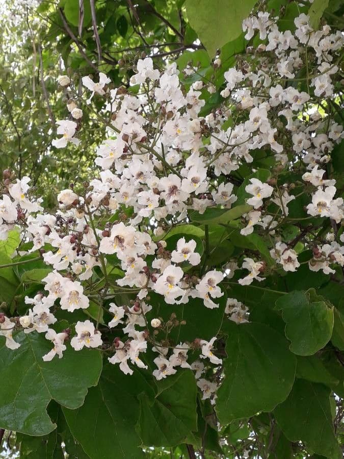 Catalpa comune 9