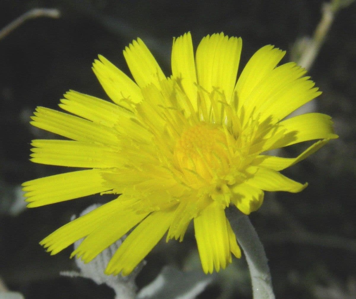 Andryala ragusina 6