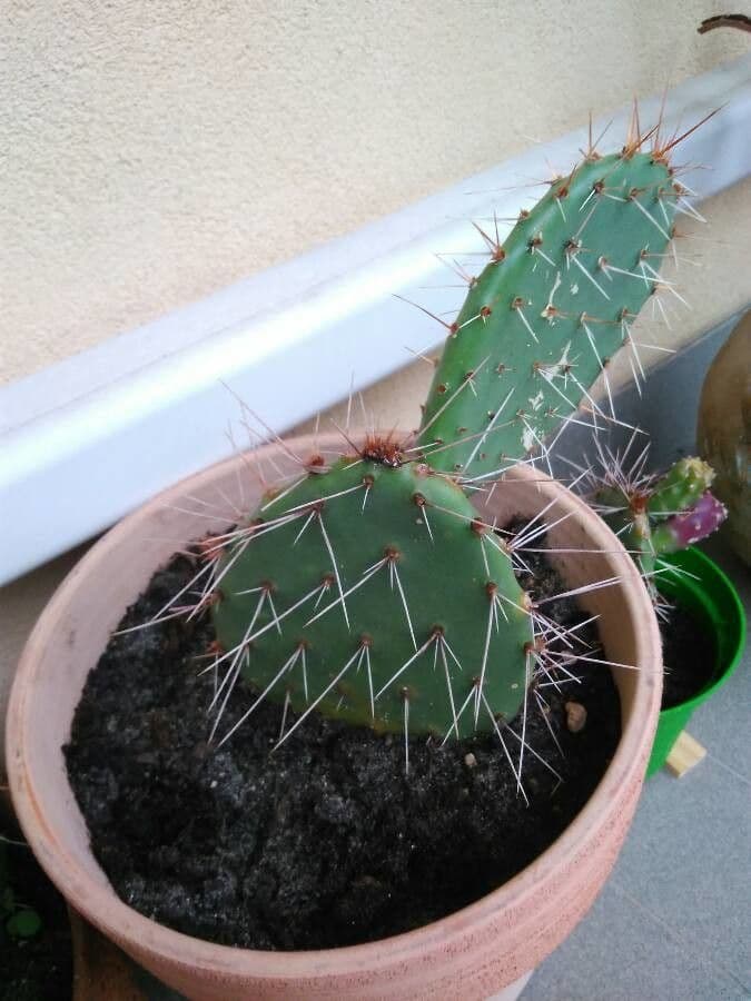 Nopal de espinas marrones 17