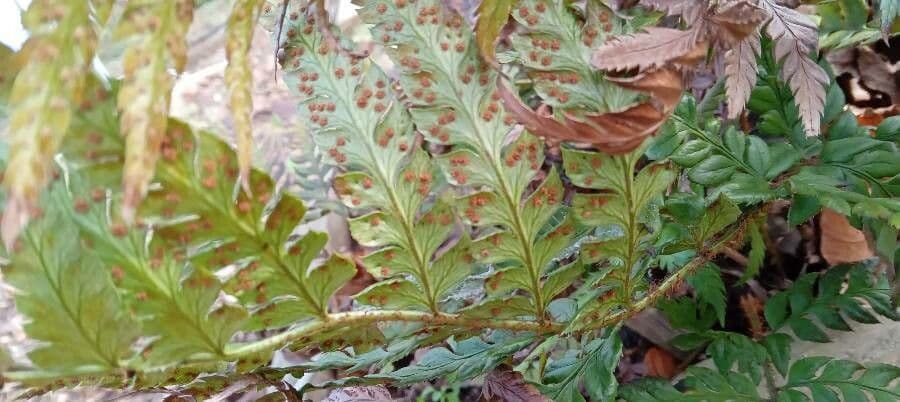Polystichum