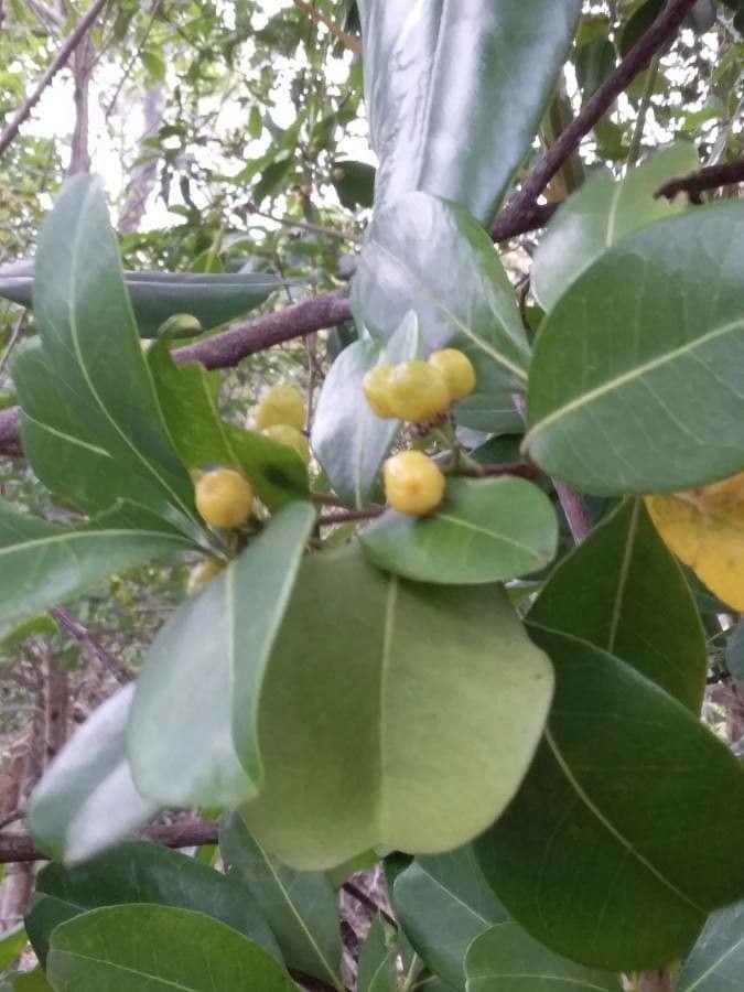 Acronychia litorale