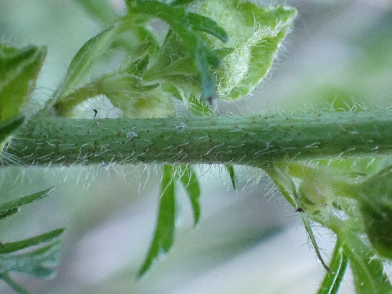Malva moscata 22