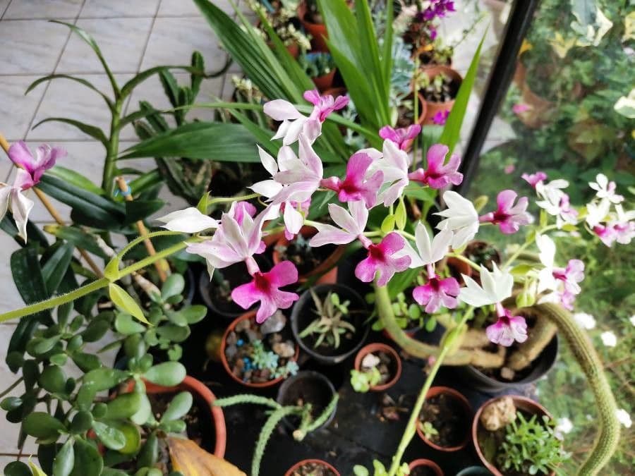 Calanthe 3