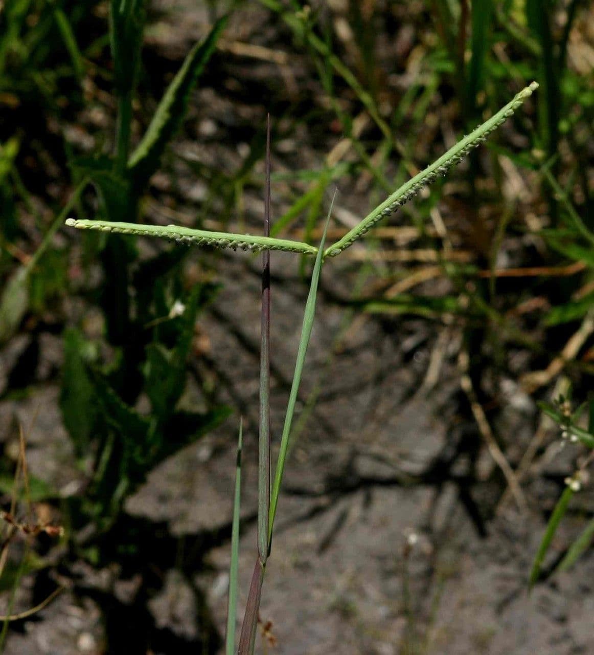 Paspalum scrobiculatum 11