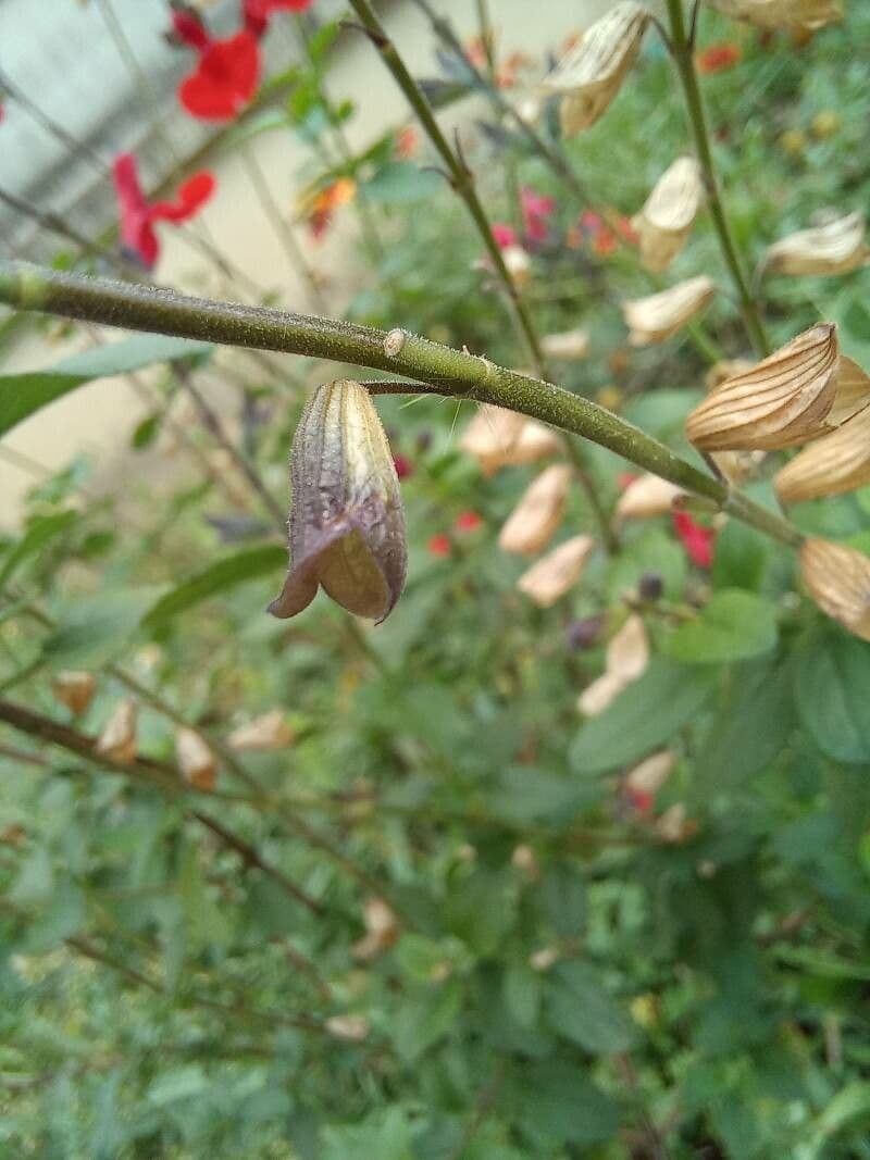 Salvia a foglie piccole 2