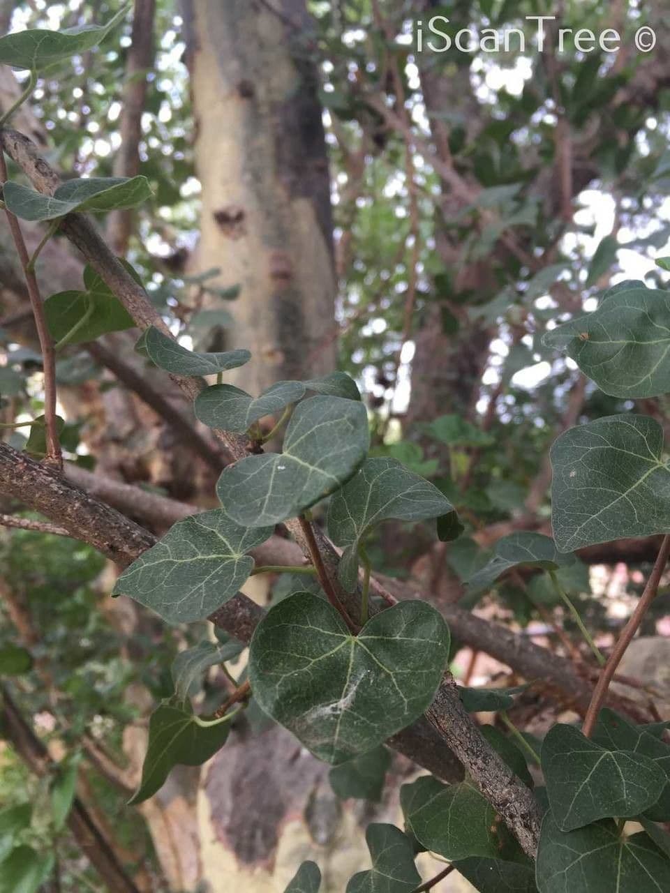 Sterculia 17