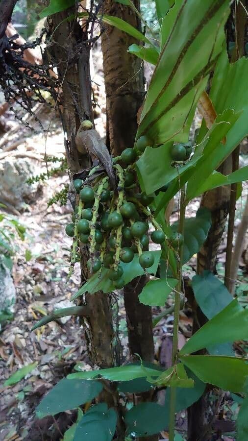 Palmier queue de poisson 2