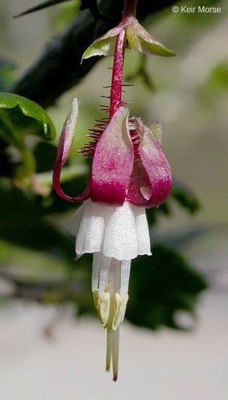 Ribes della California 2