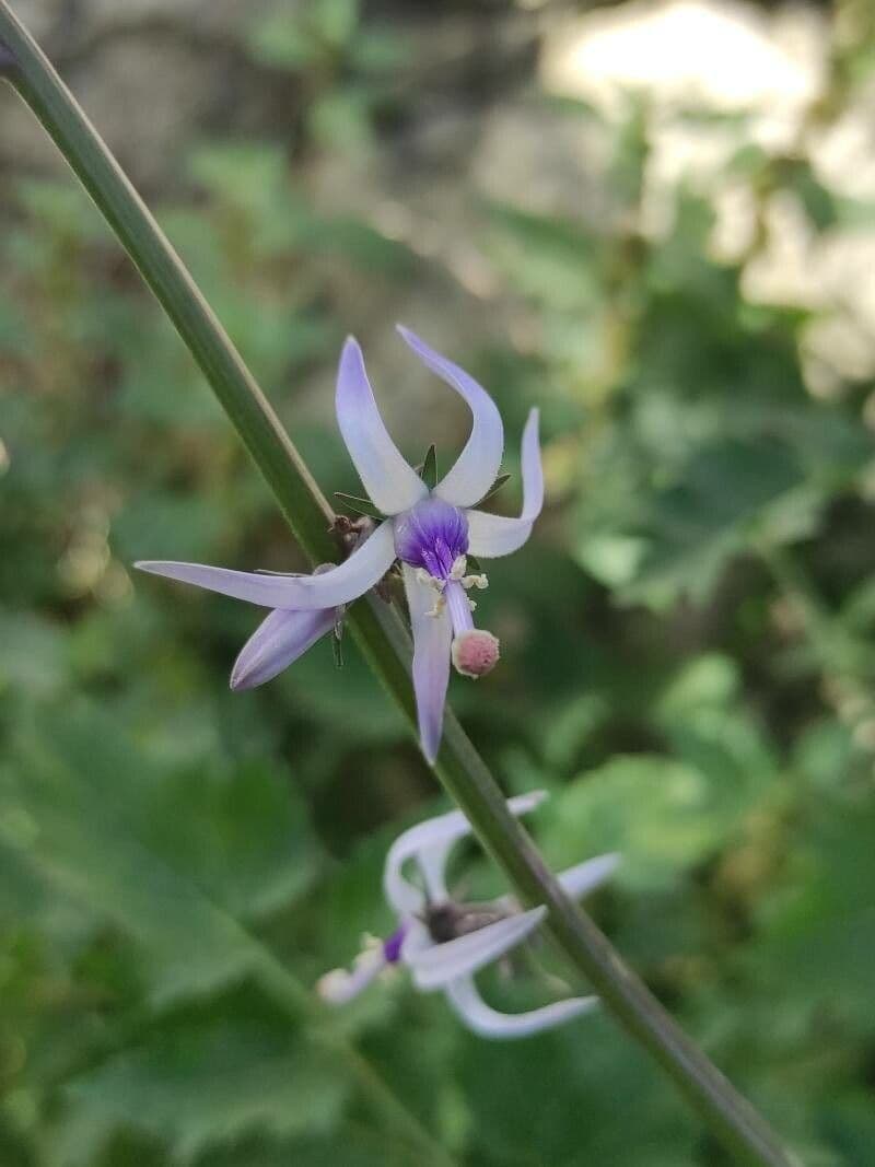 Petromarula 2