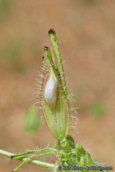 Cordylanthus rigide 5