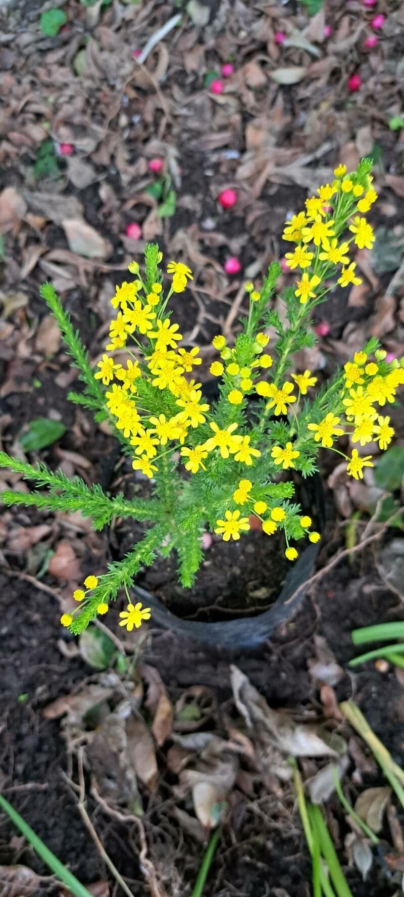 Euryops 4