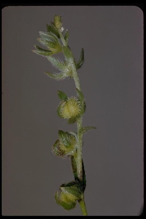 Plagiobothrys