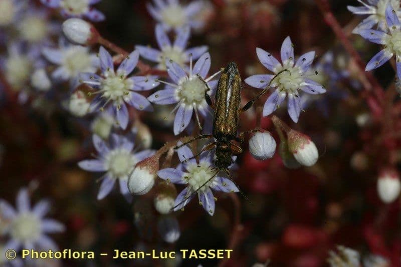 Borracina cerulea 21