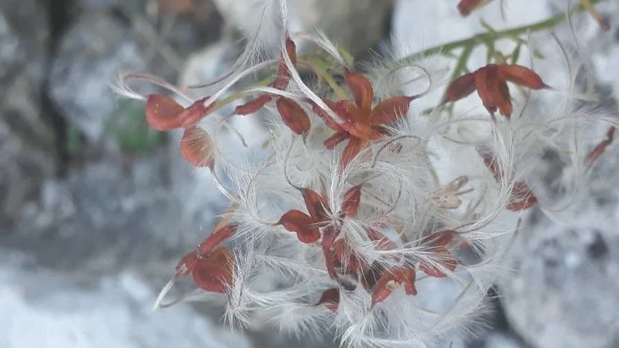 Clematítide 2