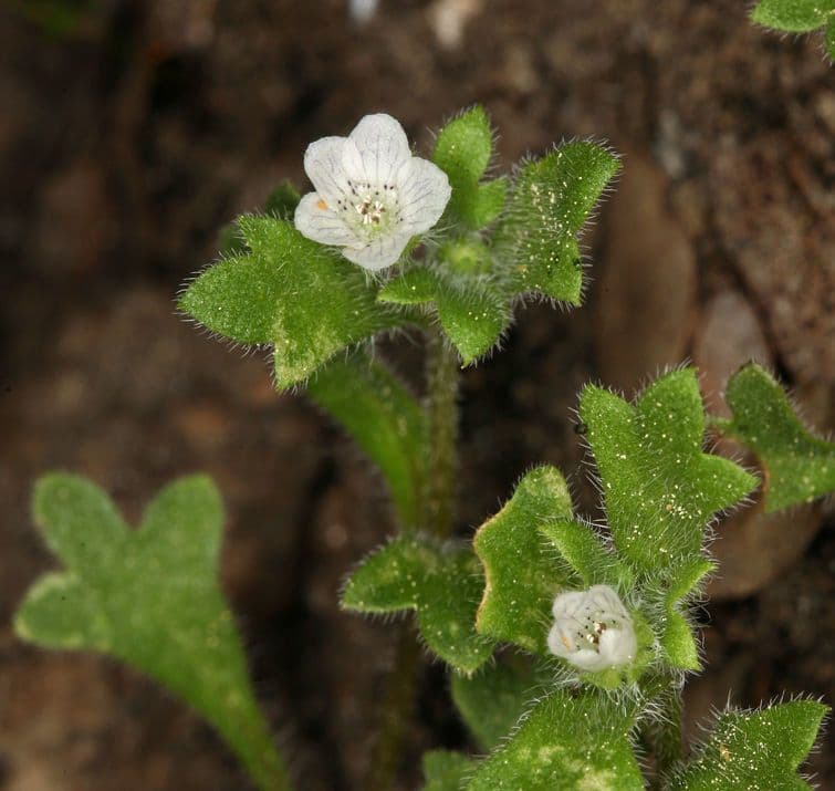 Nemophila 5