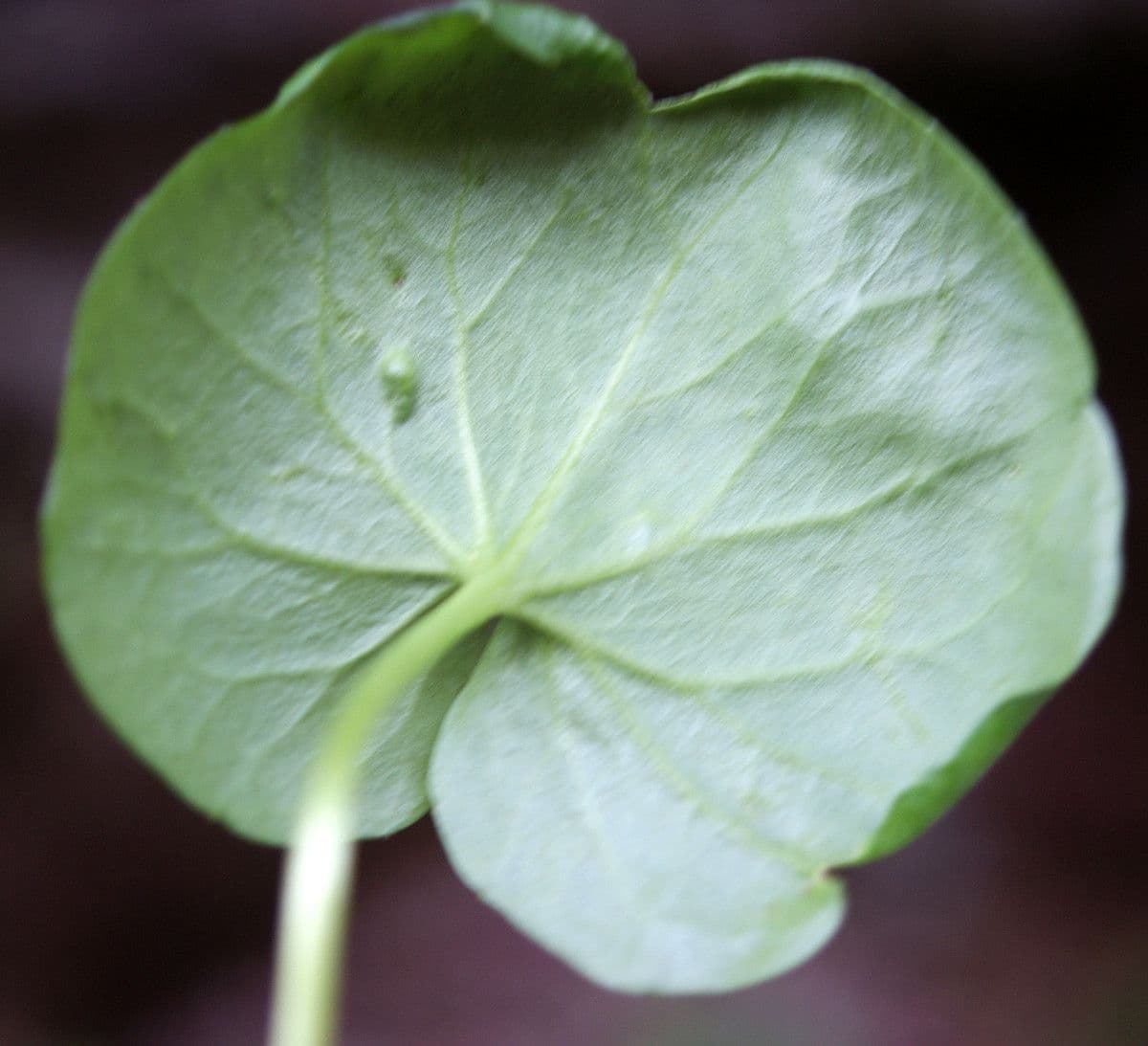 Gadia asarifolia 20