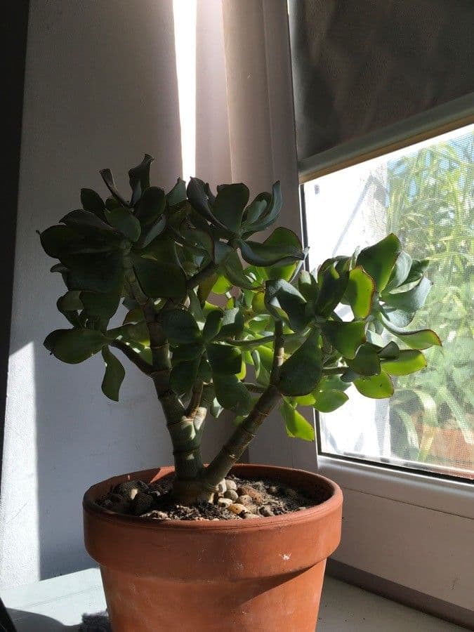 Pianta di giada 10