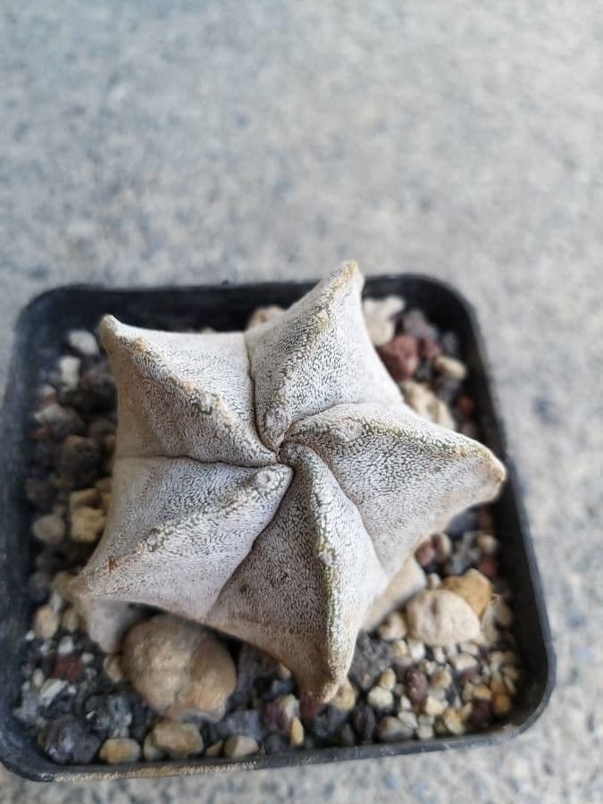 Astrophytum 24