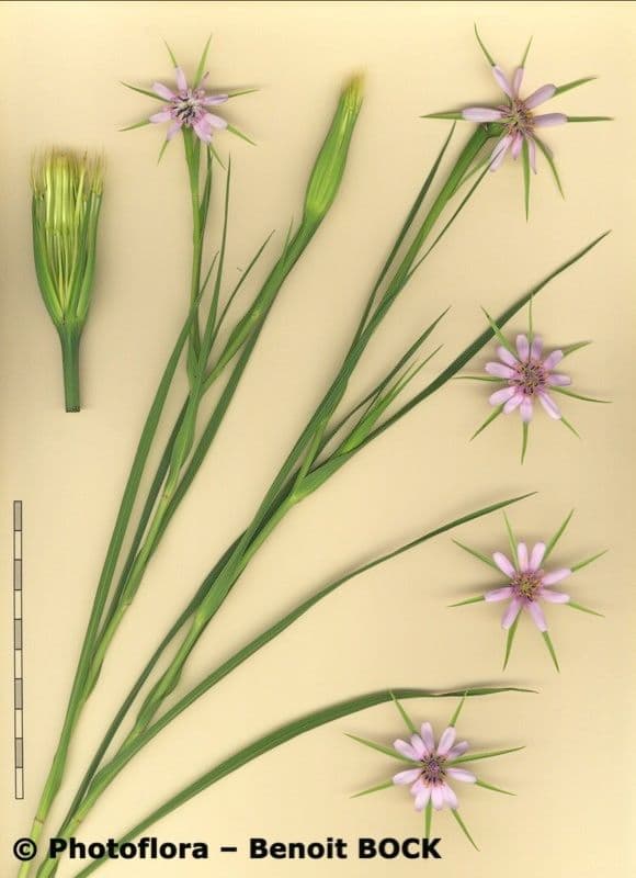 Geropogon hybridus 27