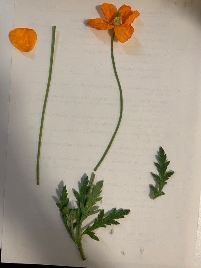 Atlantischer Mohn 13