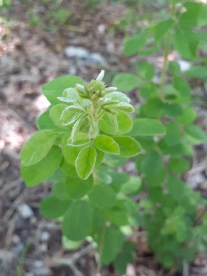 Lespedeza lysá 8