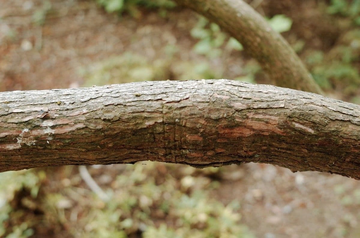 Rhododendron 19