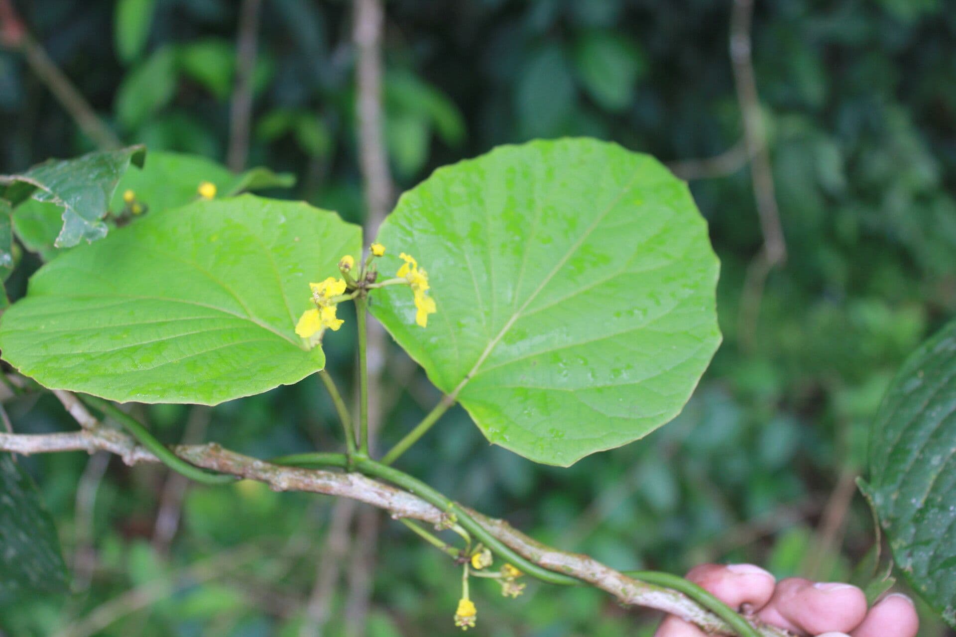 Stigmaphyllon 7