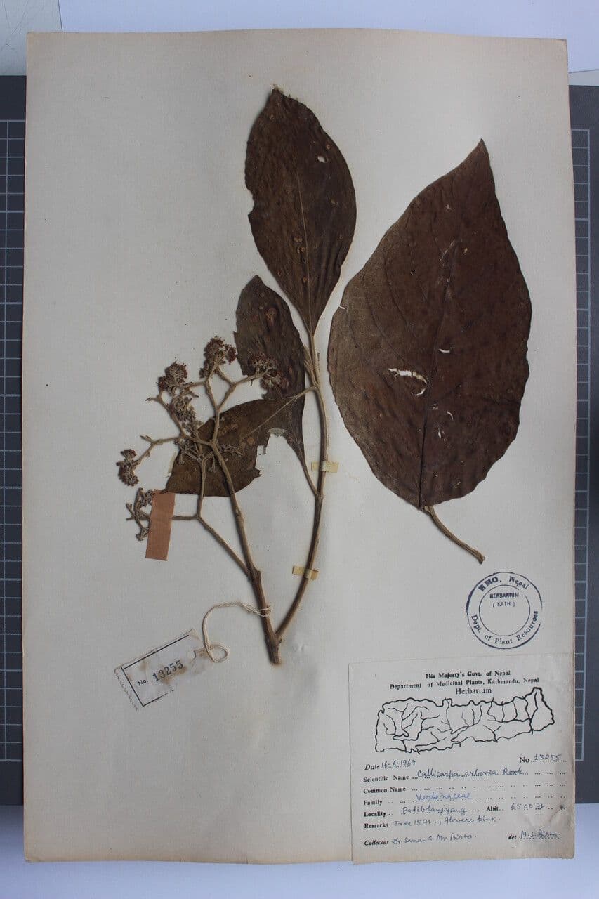 Callicarpa 4