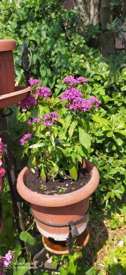 Pentas 8