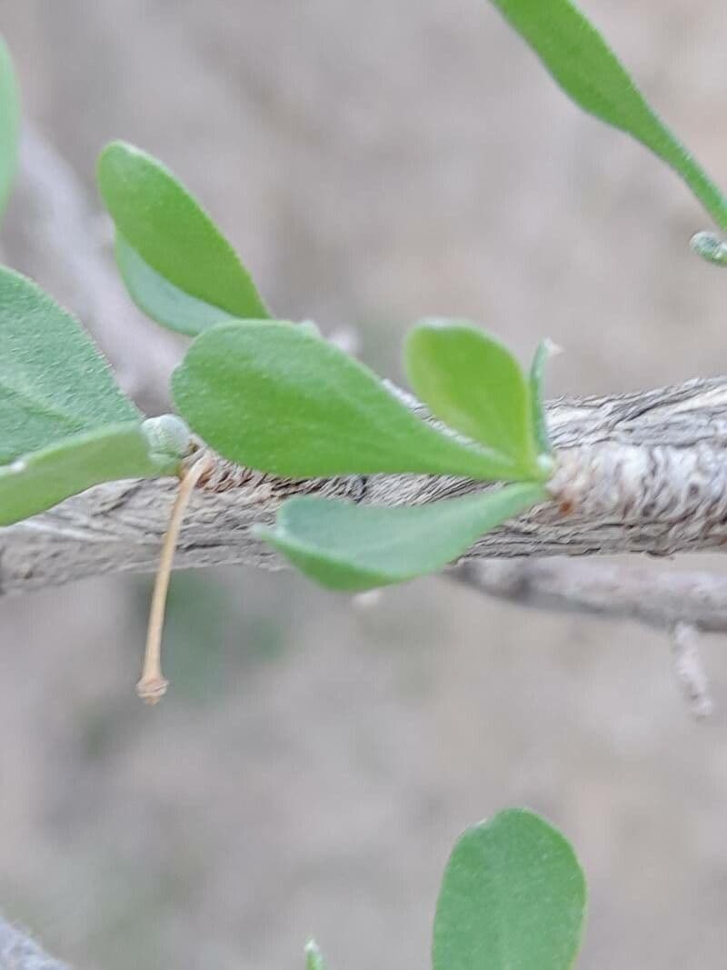 Zygophyllum 13
