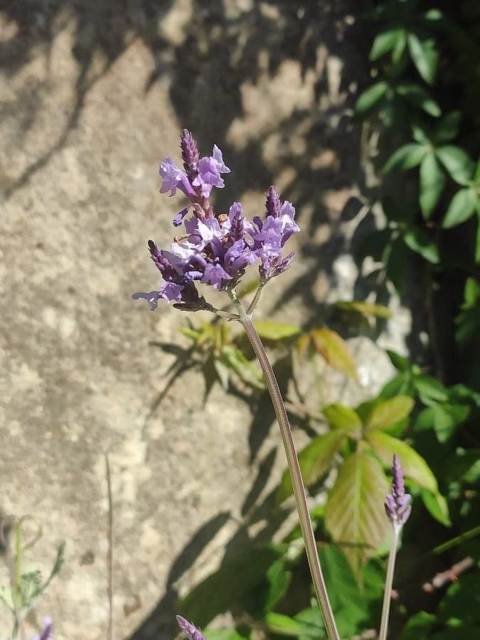 Lavanda 3