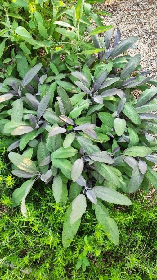 Šalvia lekárska 21