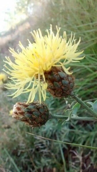 Centaurea collina 10