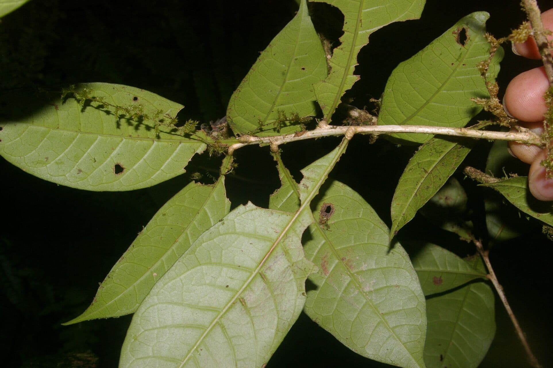 Amphitecna 7
