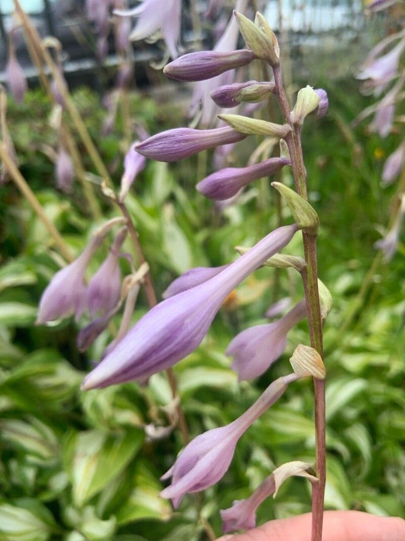 Hosta Siebolda 5