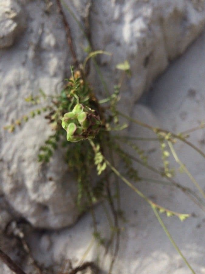 Pimpinella tragium