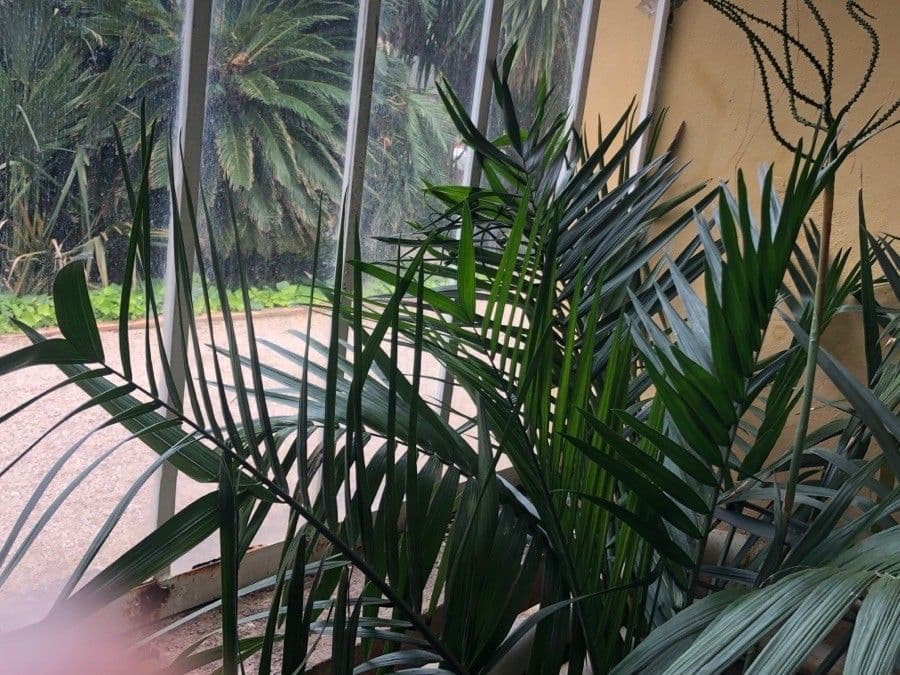 Chamaedorea 5