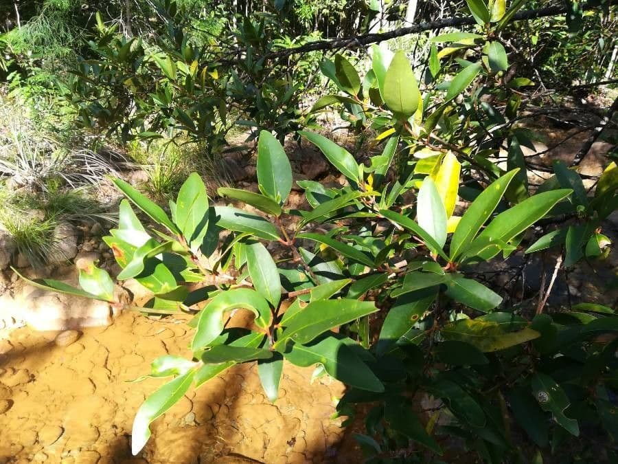 Garcinia 15