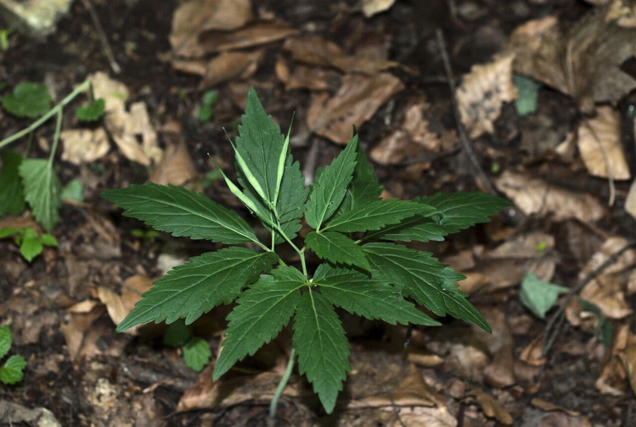 Cardamine