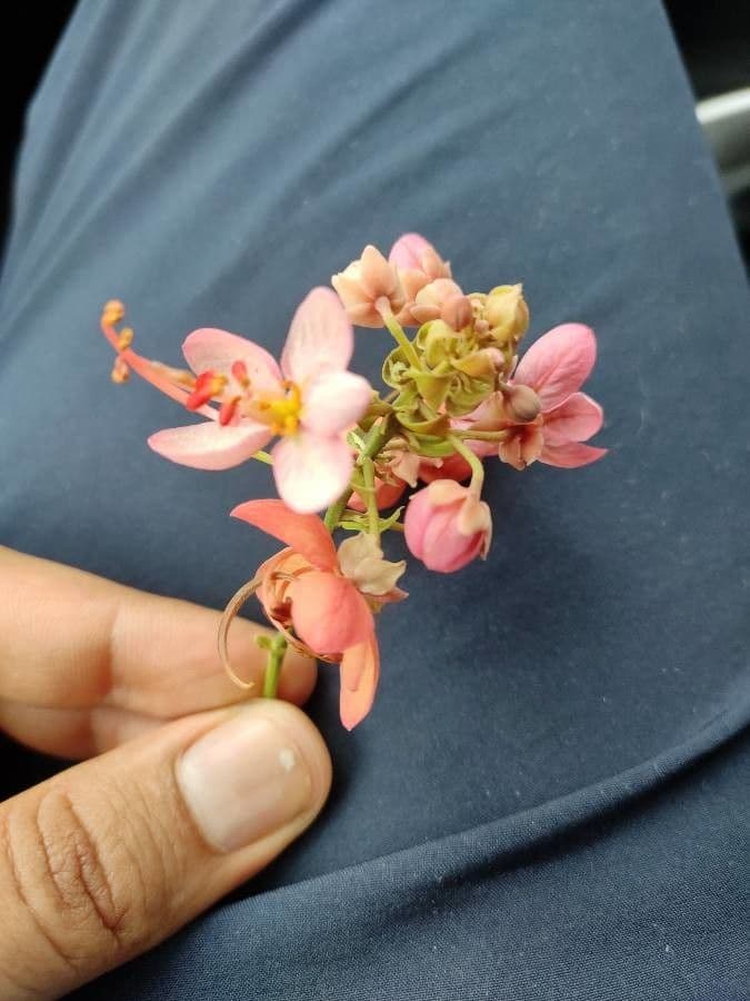 Senna Roxburgha