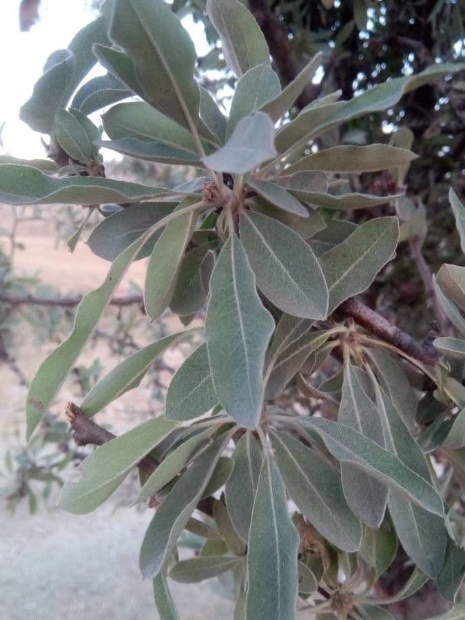 Peral de hoja de almendro 14