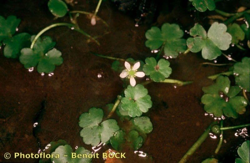 Ranunculus omiophyllus 19