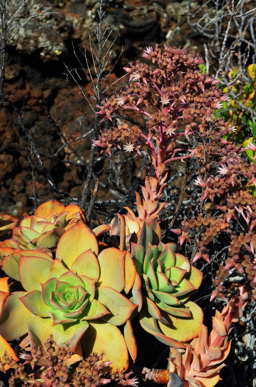 Aeonium nobile 3